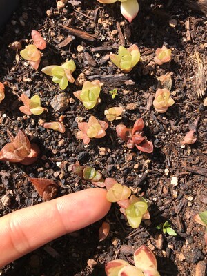 Rare Succulent - Haworthia Babies (mini mix) - image3